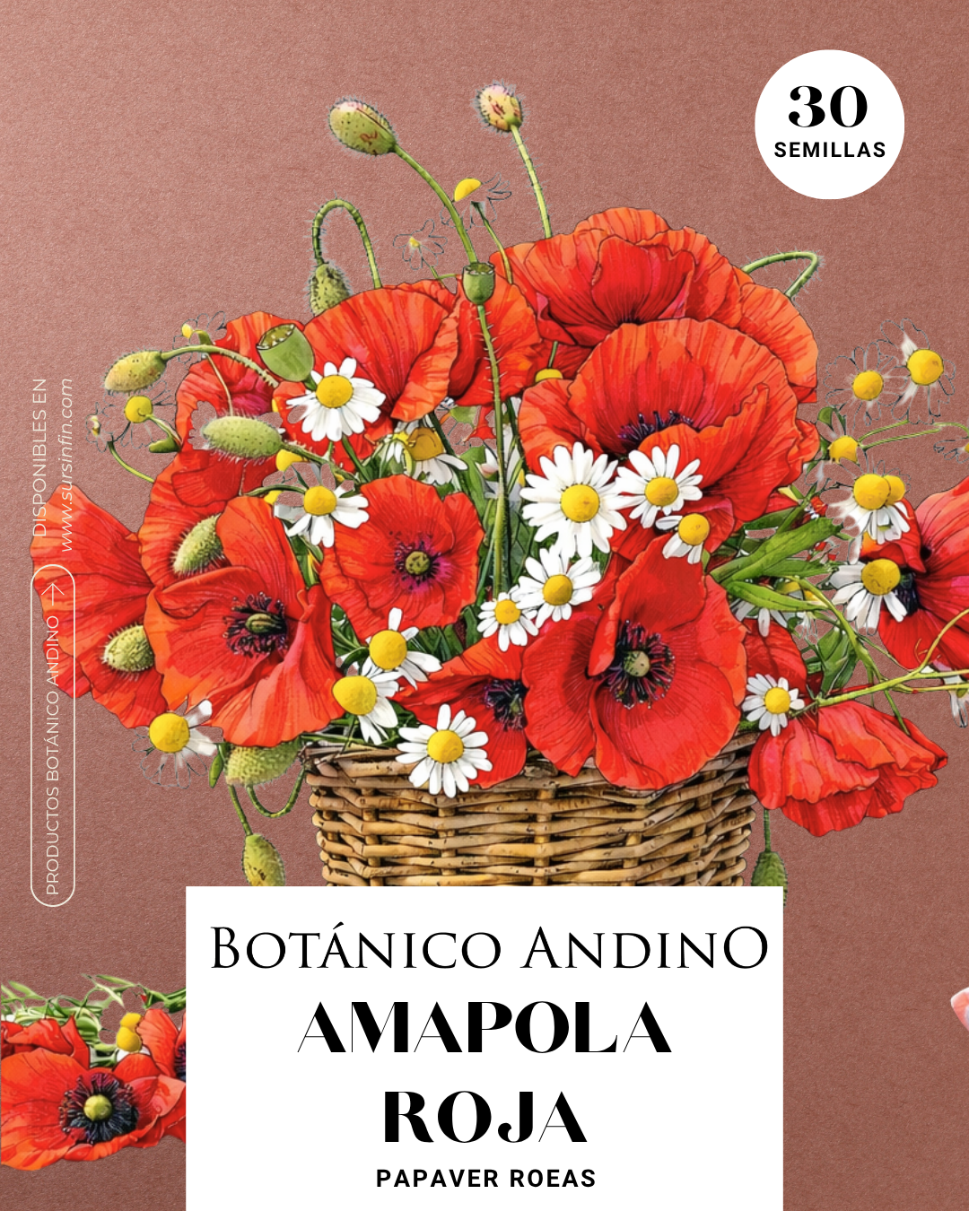 Amapola roja simple