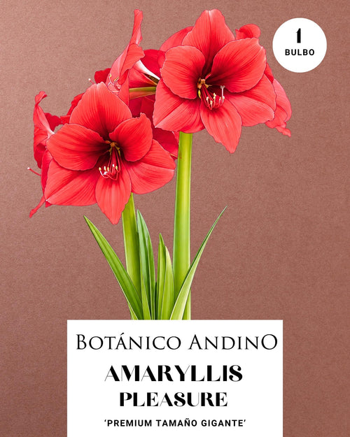 AMARYLLIS | PLEASURE  (x 1 Bulbo)
