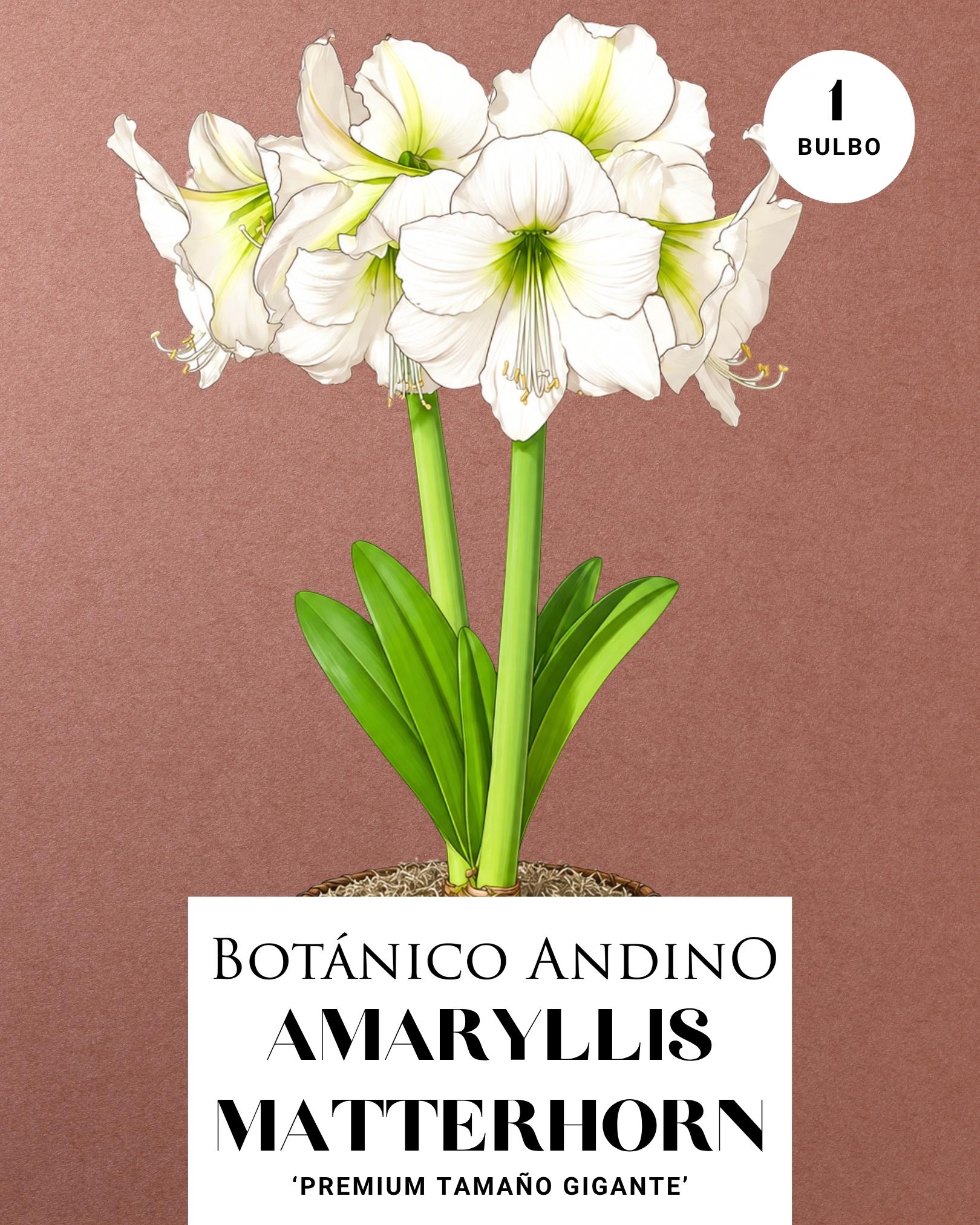 AMARYLLIS | MATTERHORN  (x 1 Bulbo)