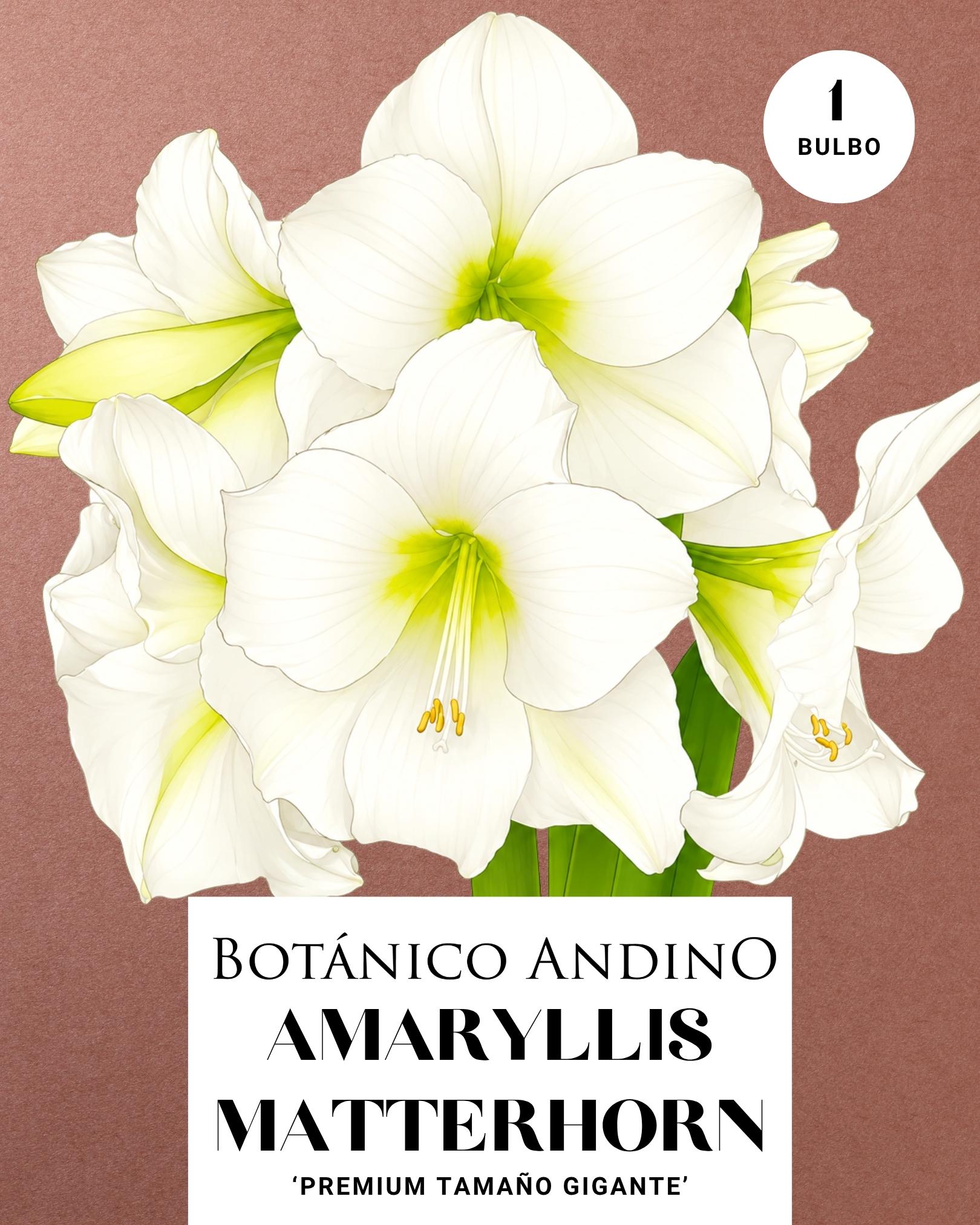 AMARYLLIS | MATTERHORN  (x 1 Bulbo)
