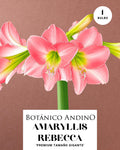 AMARYLLIS | REBECCA  (x 1 Bulbo)