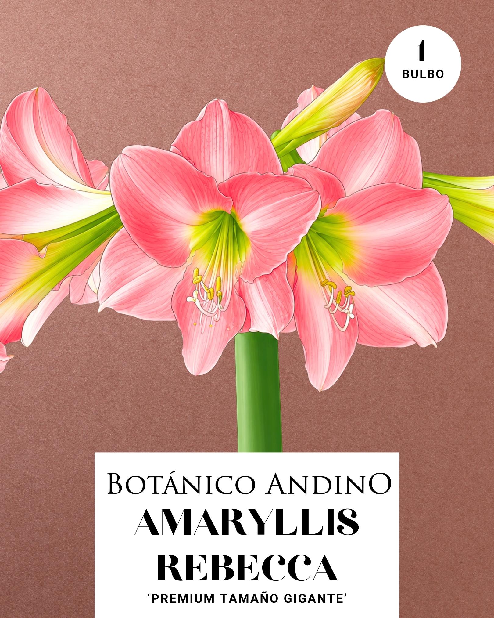 AMARYLLIS | REBECCA  (x 1 Bulbo)
