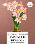 AMARYLLIS | REBECCA  (x 1 Bulbo)