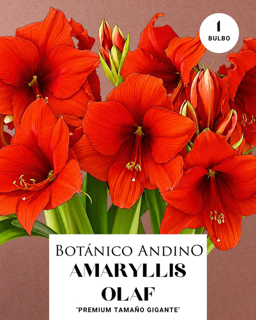AMARYLLIS | OLAF (x 1 Bulbo)