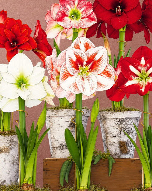 AMARYLLIS | ORANGE SOVEREIGN  (x 1 Bulbo)