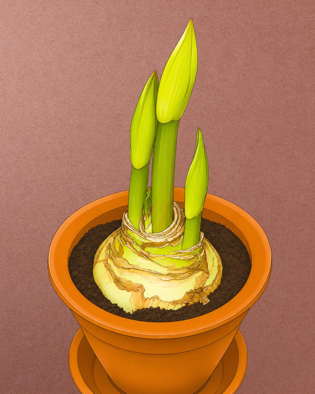 AMARYLLIS | BENFICA (x 1 Bulbo)