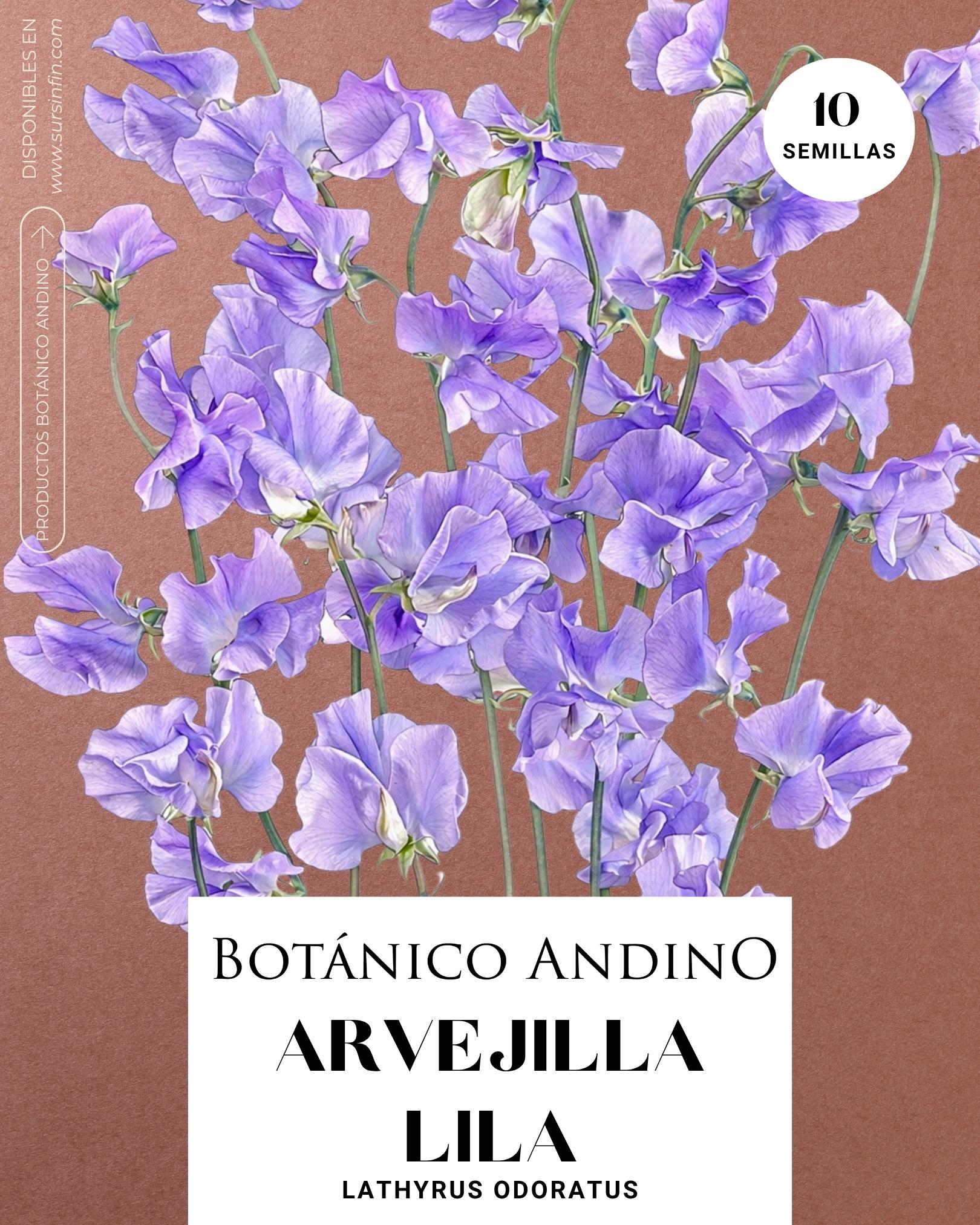 Arvejilla perfumada violeta (10 semillas)