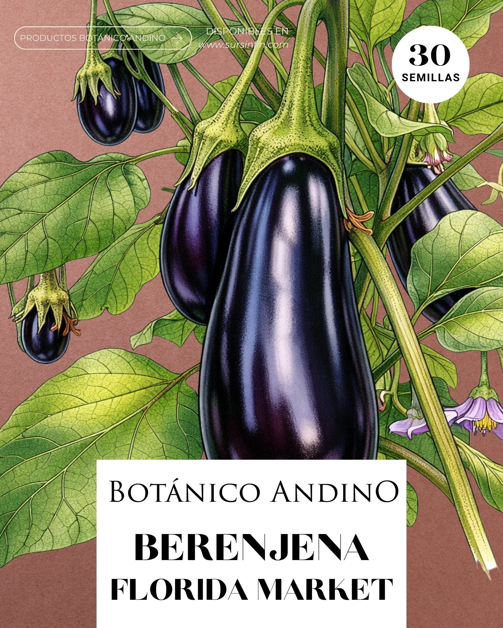 Berenjena negra | Florida market