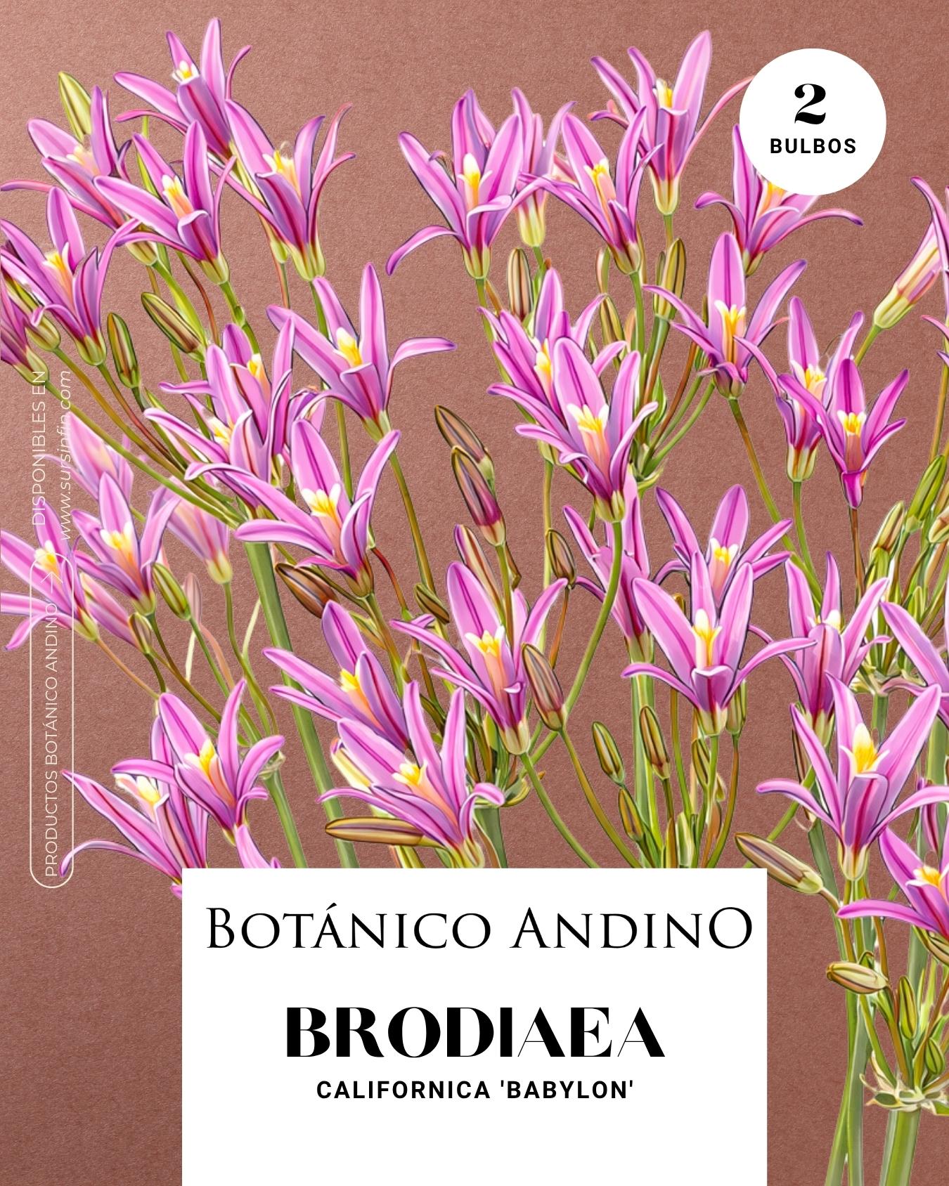 Brodiaea californica (2 bulbos por pack)