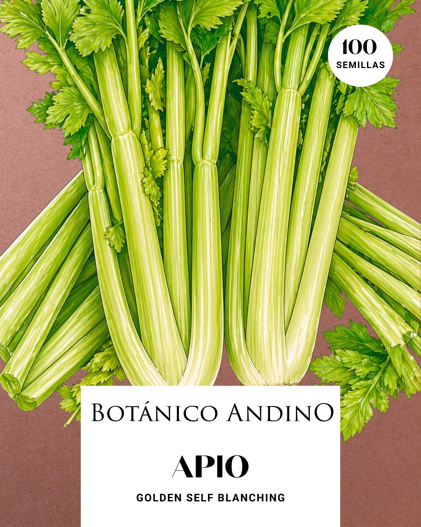 Apio de autoblanqueo