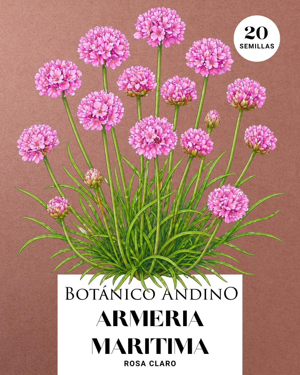 Armeria marítima