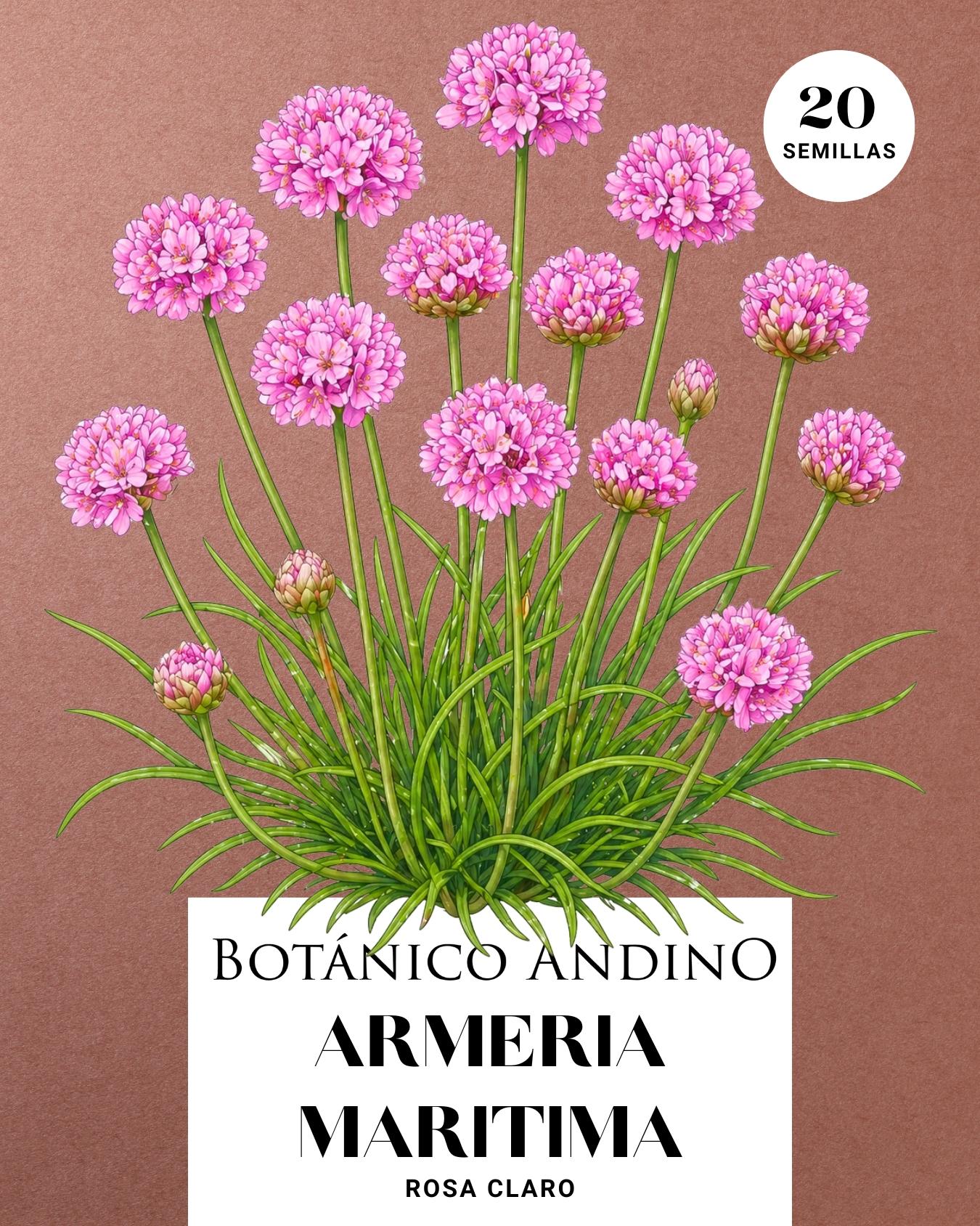 Armeria marítima