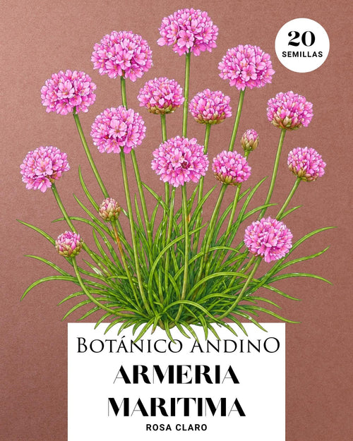 Armeria marítima
