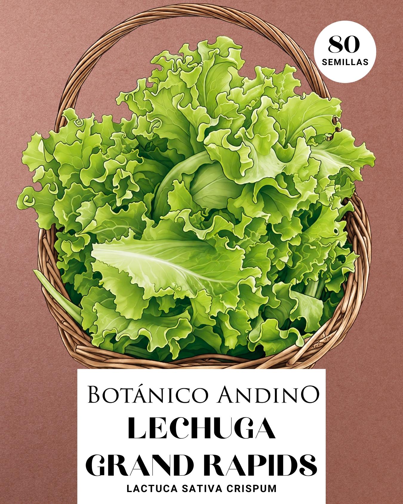 Lechuga grand rapid