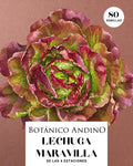 Lechuga maravilla de las 4 estaciones