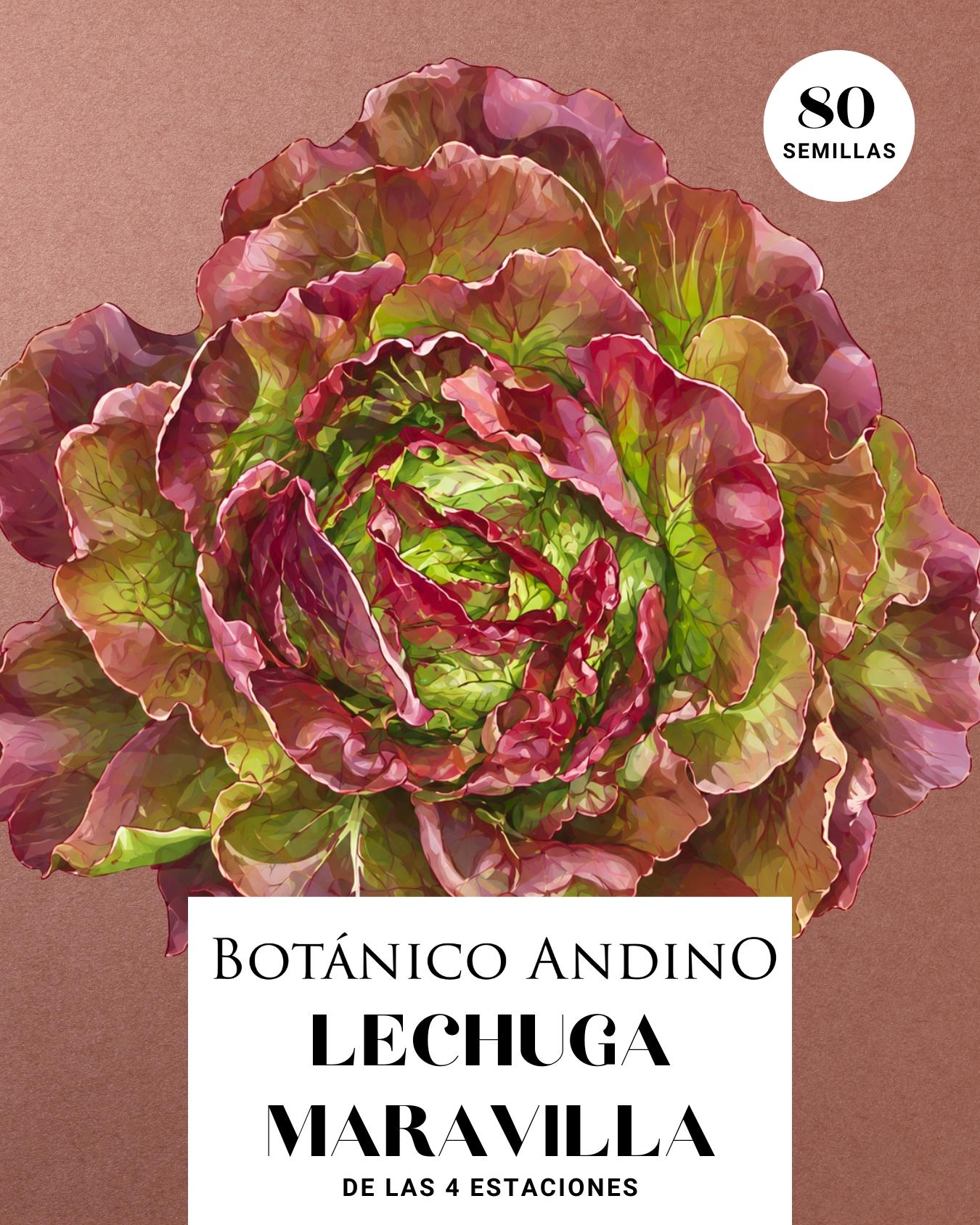Lechuga maravilla de las 4 estaciones