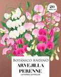 Arvejilla perenne