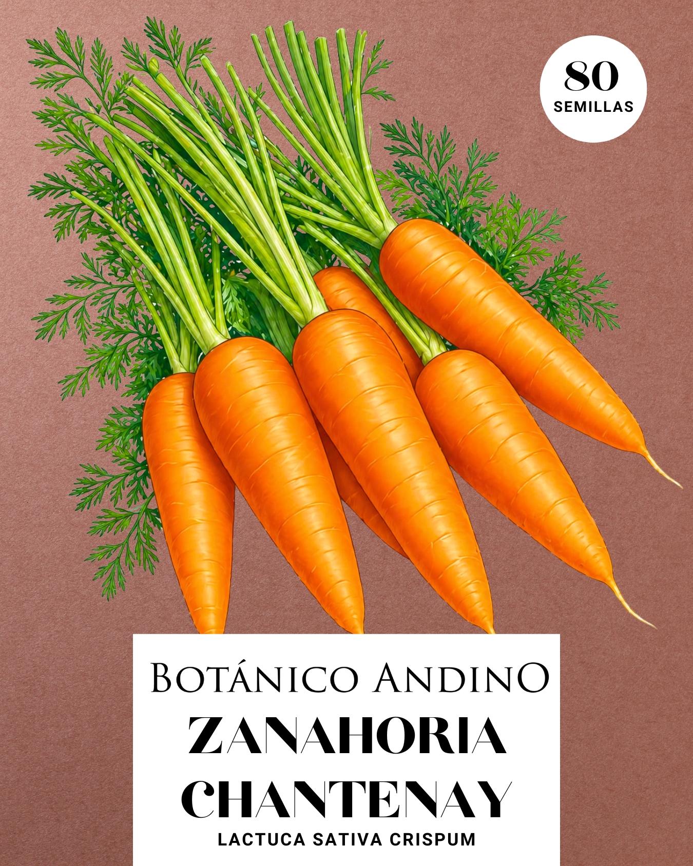 Zanahoria Chantenay