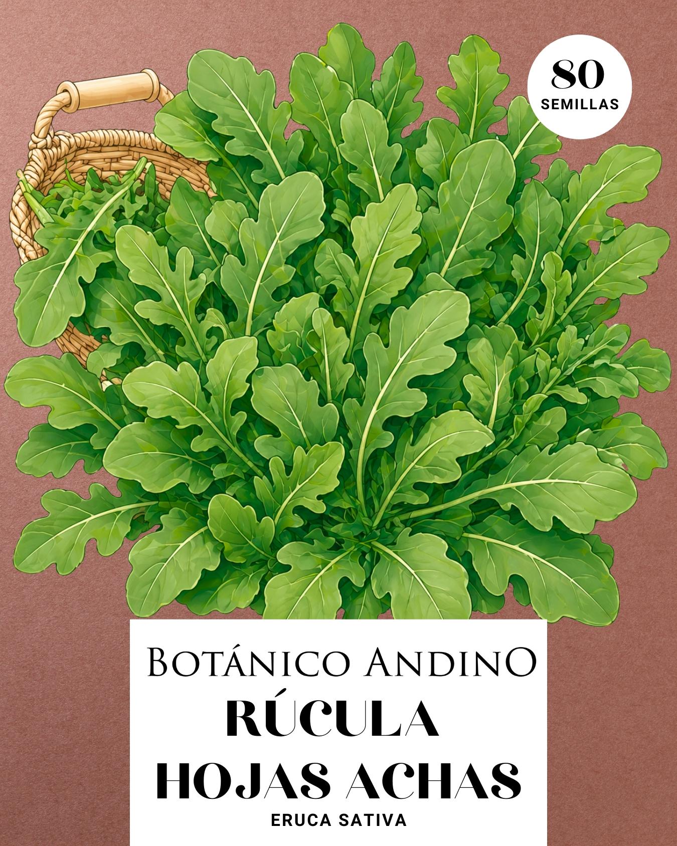 Rúcula de hojas anchas