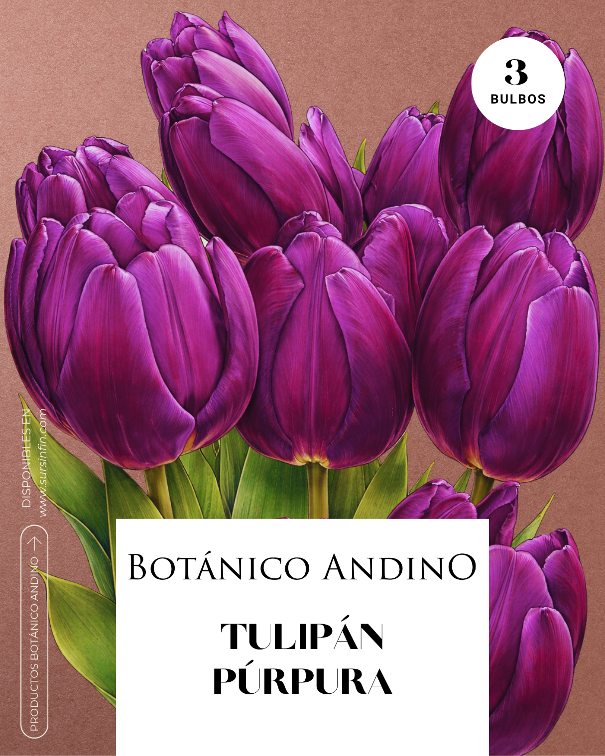 Tulipán Púrpura