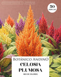 Celosía plumosa multicolor
