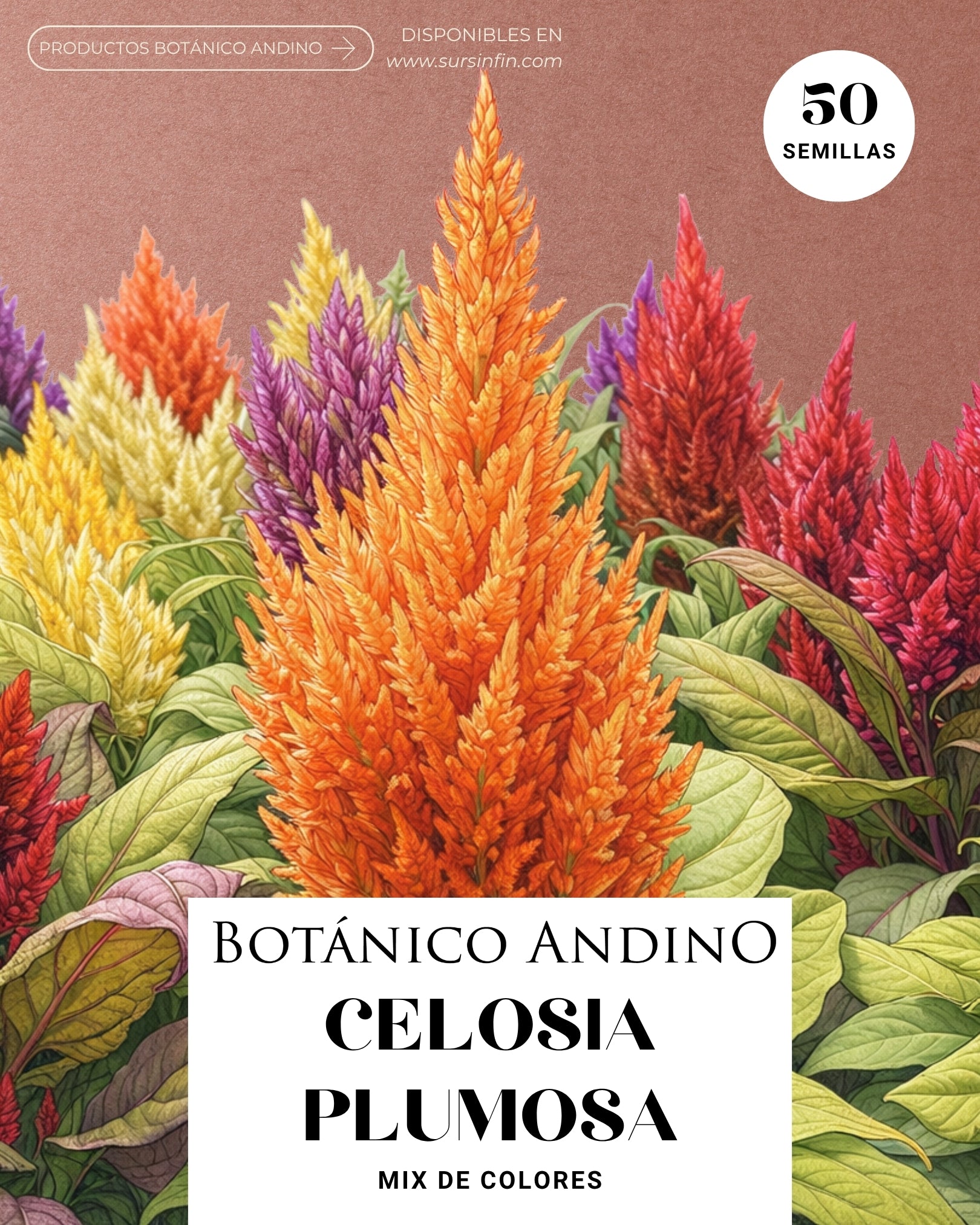 Celosía plumosa multicolor