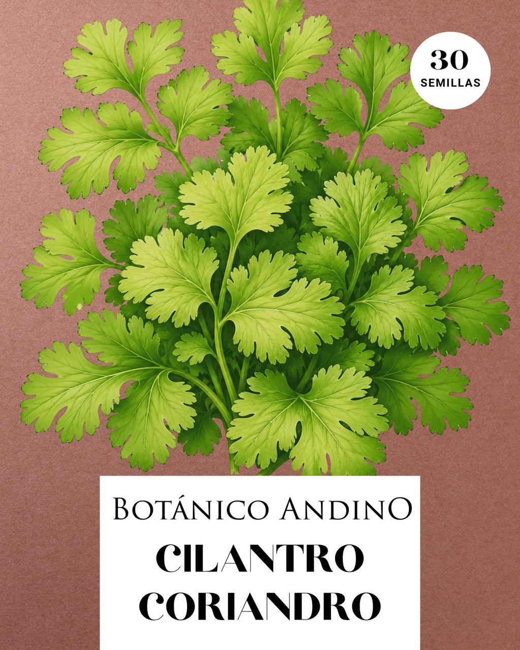 Cilantro - coriandro