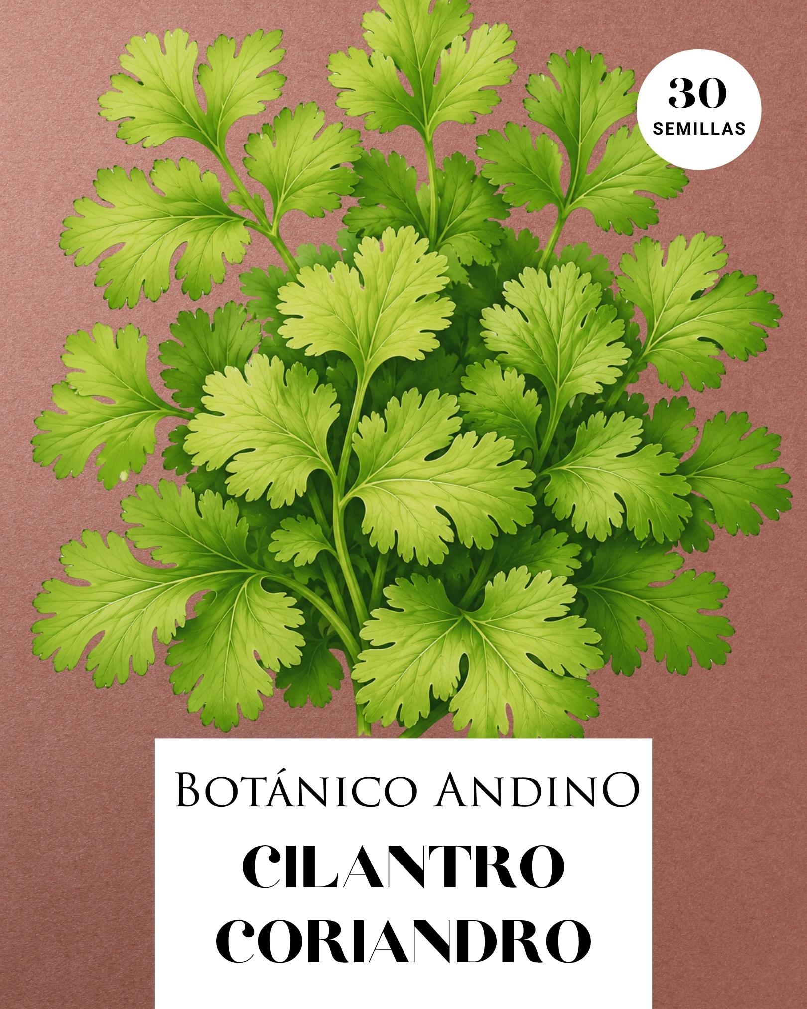 Cilantro - coriandro