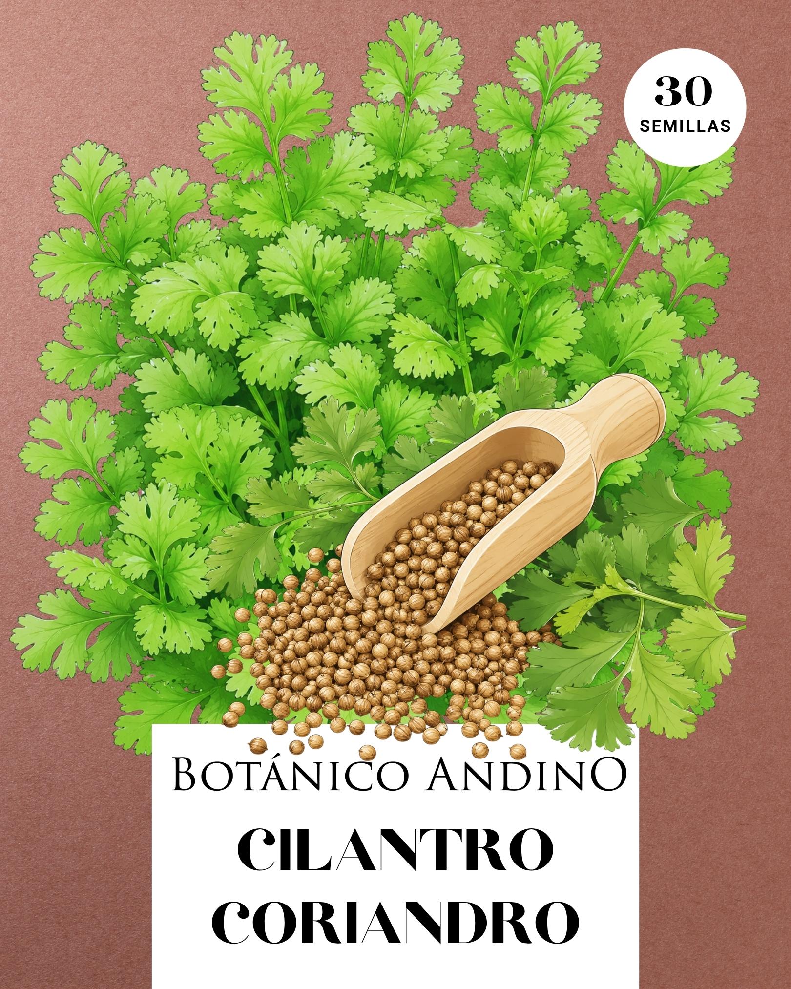 Cilantro - coriandro