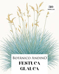 Festuca glauca (30 semillas)