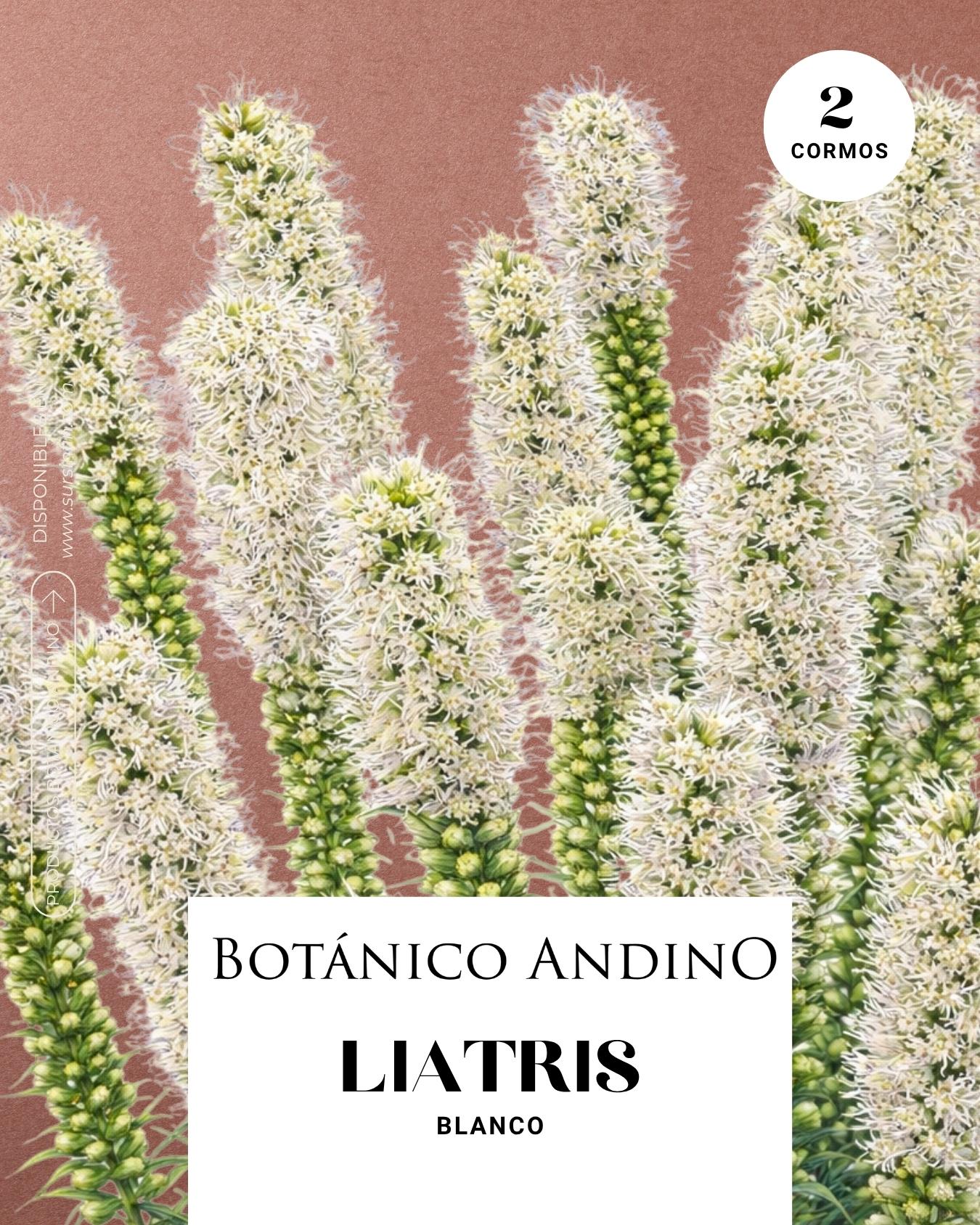 Liatris spicata blanco (2 cormos por pack)