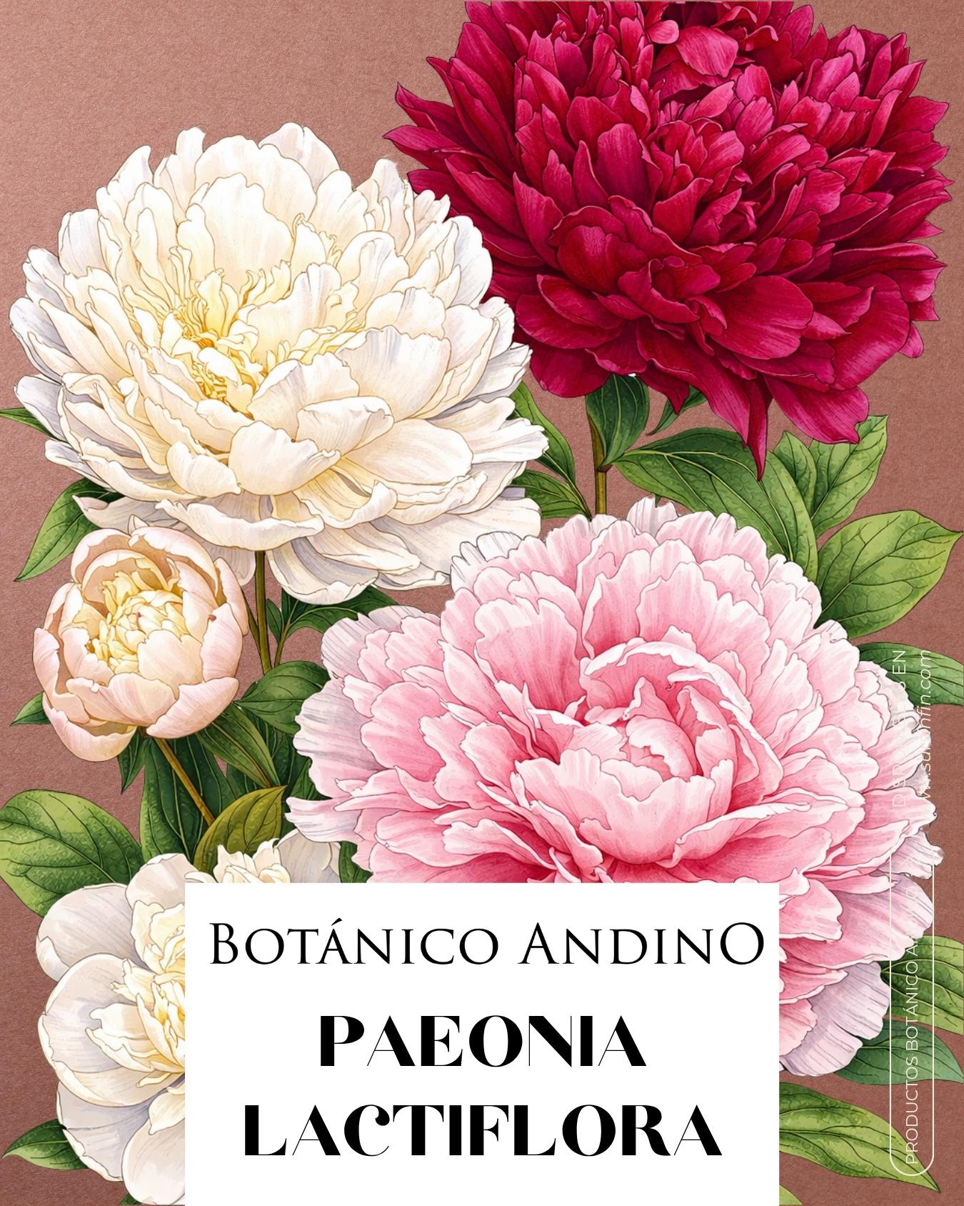 Rosa Paeonia rosada