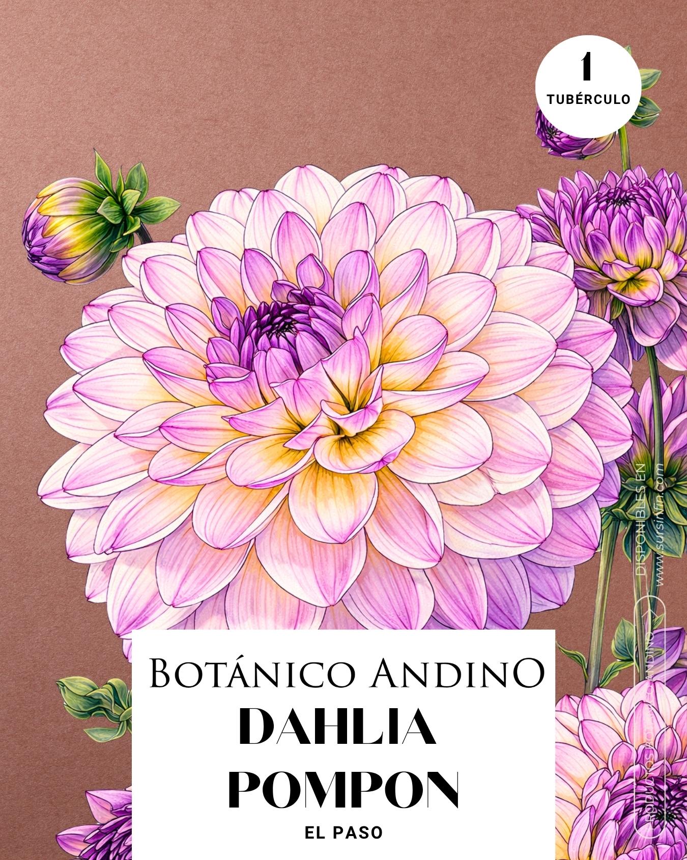 Dahlia pompón rosada | EL PASO