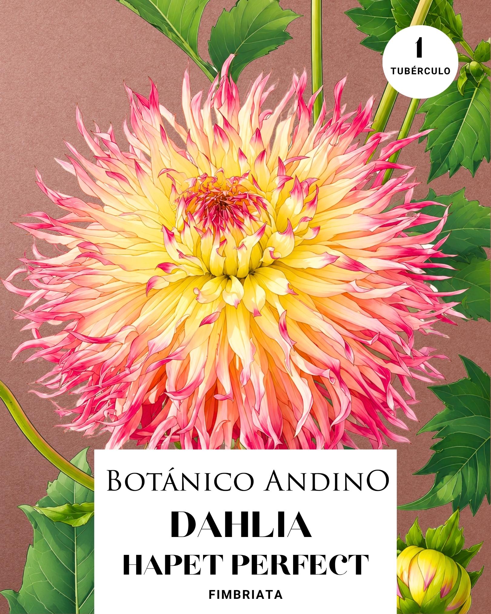 Dahlia Fiambriata | HAPET PERFECT (1 tubérculo)