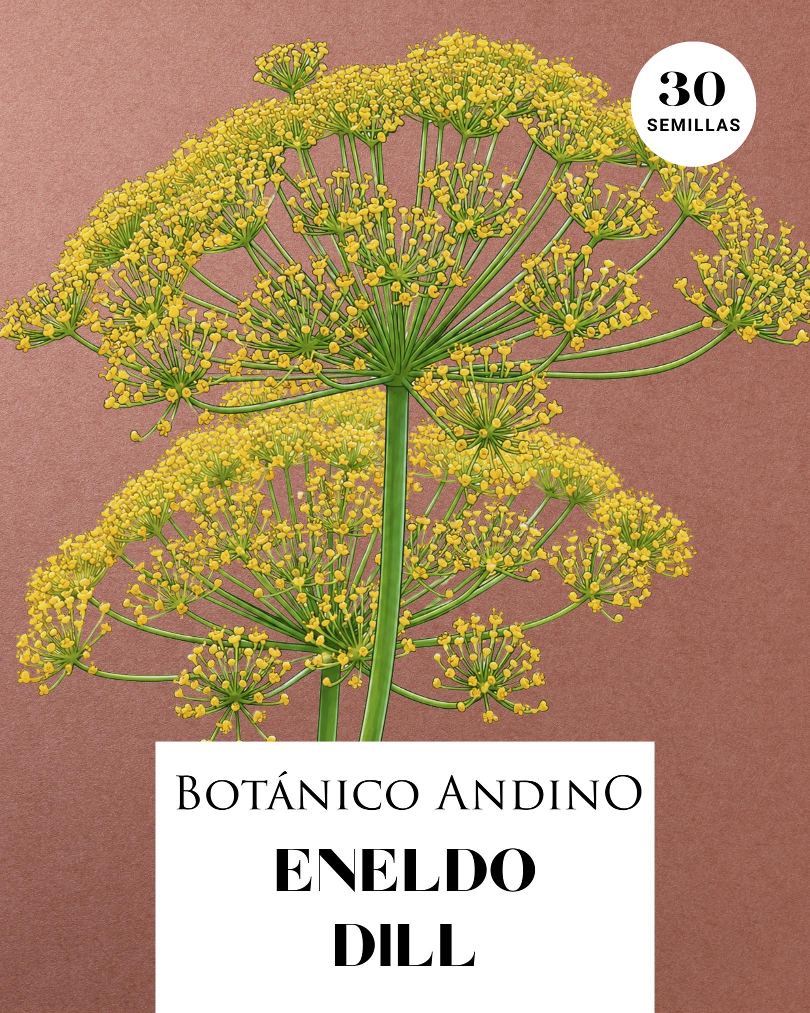 Eneldo | Dill