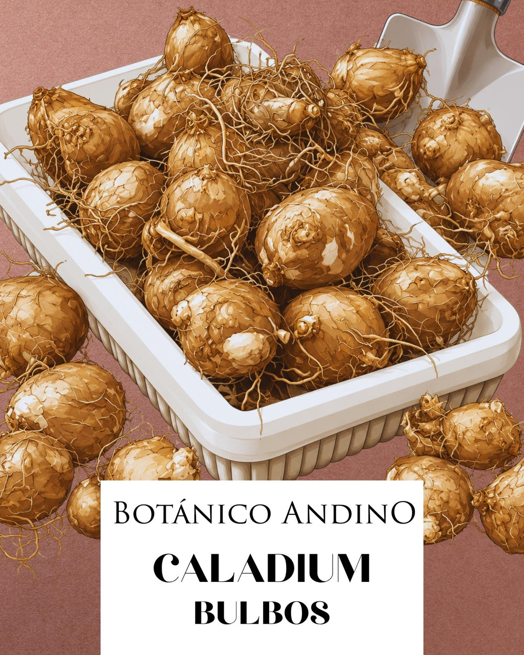 CALADIUM HEART AND SOUL | 1 BULBO