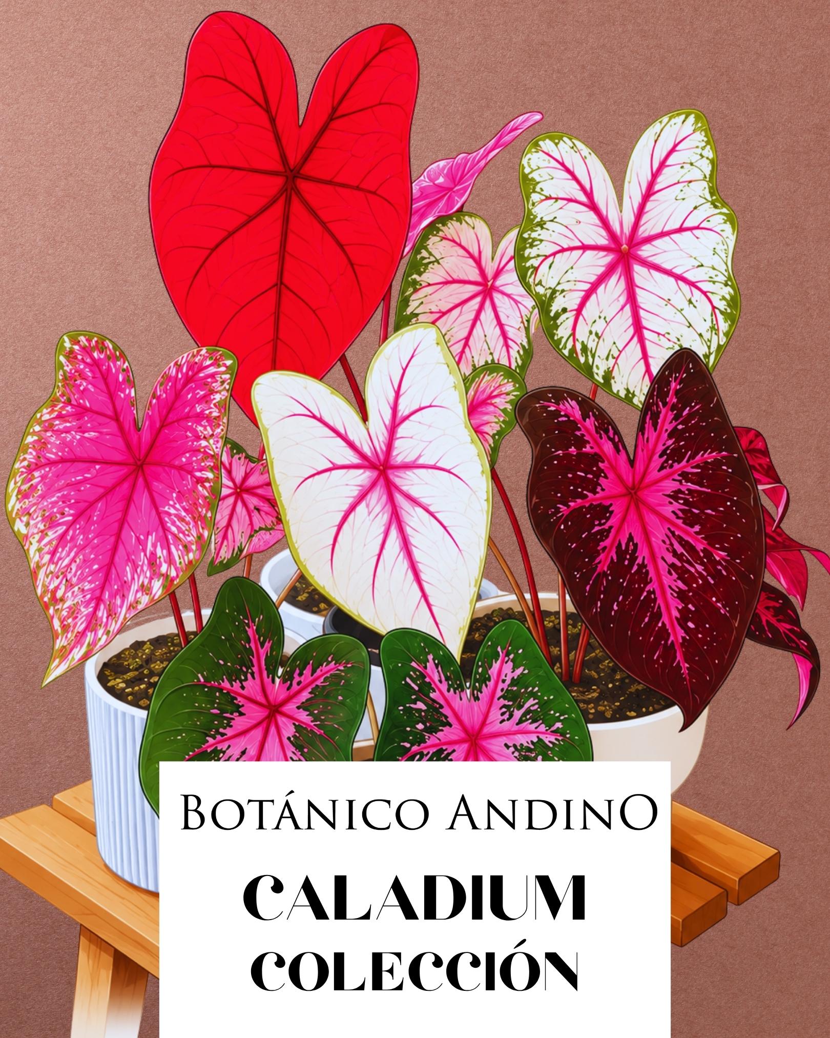 CALADIUM HEART AND SOUL | 1 BULBO