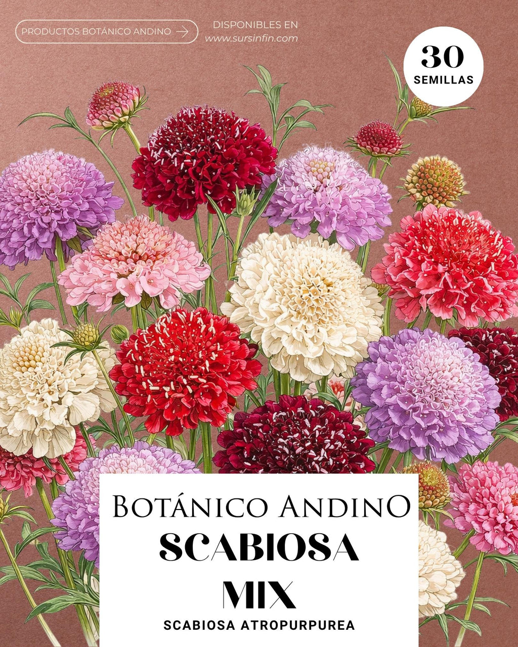 Escabiosa Imperial mix