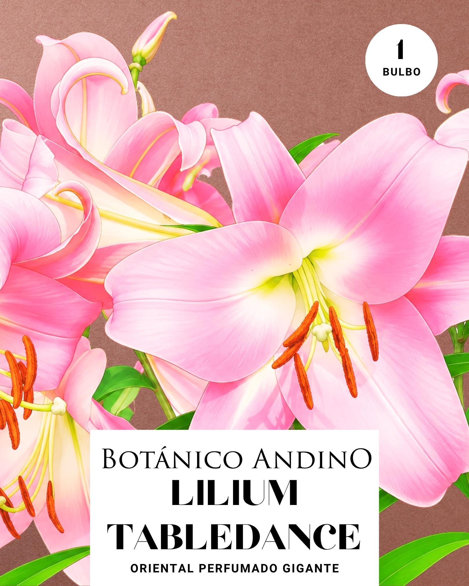 LILIUM ORIENTAL | TABLEDANCE (1 Bulbo)