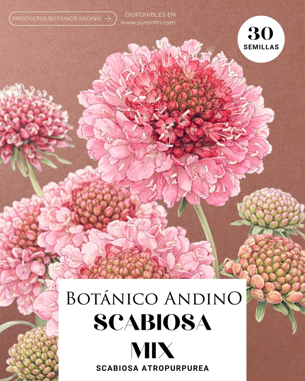 Escabiosa Imperial mix