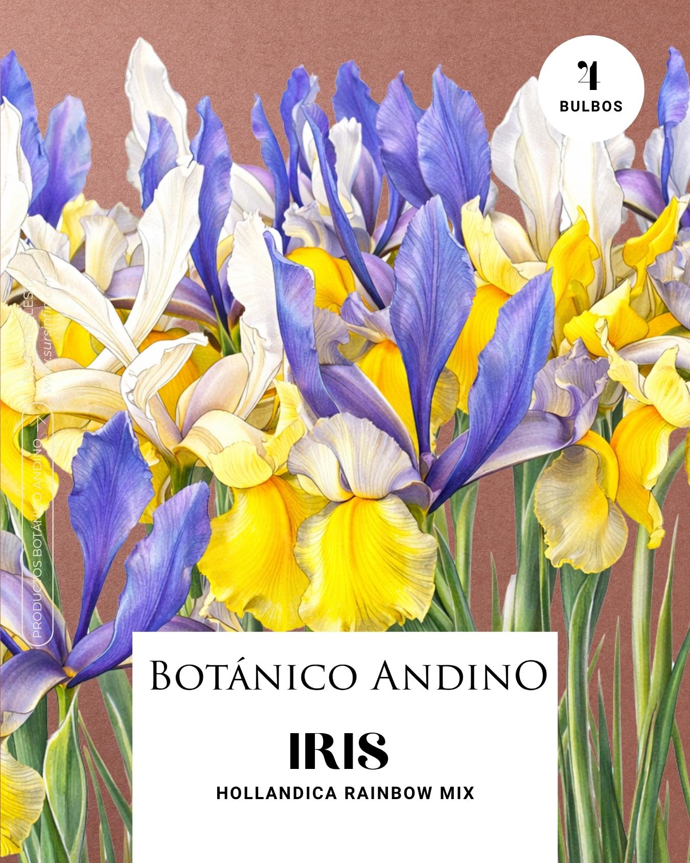 Iris hollandica rainbow mix (x 4 Bulbos)