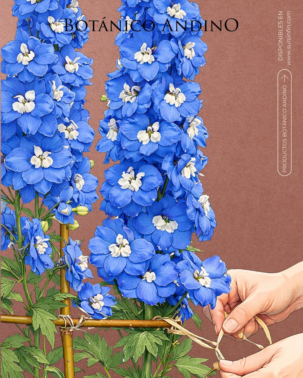 Delphynium perenne