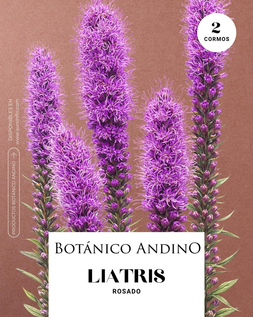 Liatris spicata rosado (2 cormos por pack)