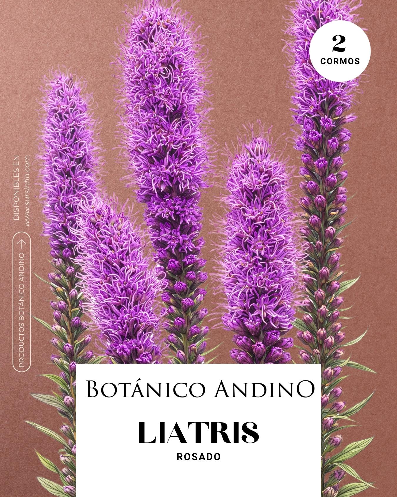 Liatris spicata rosado (2 cormos por pack)