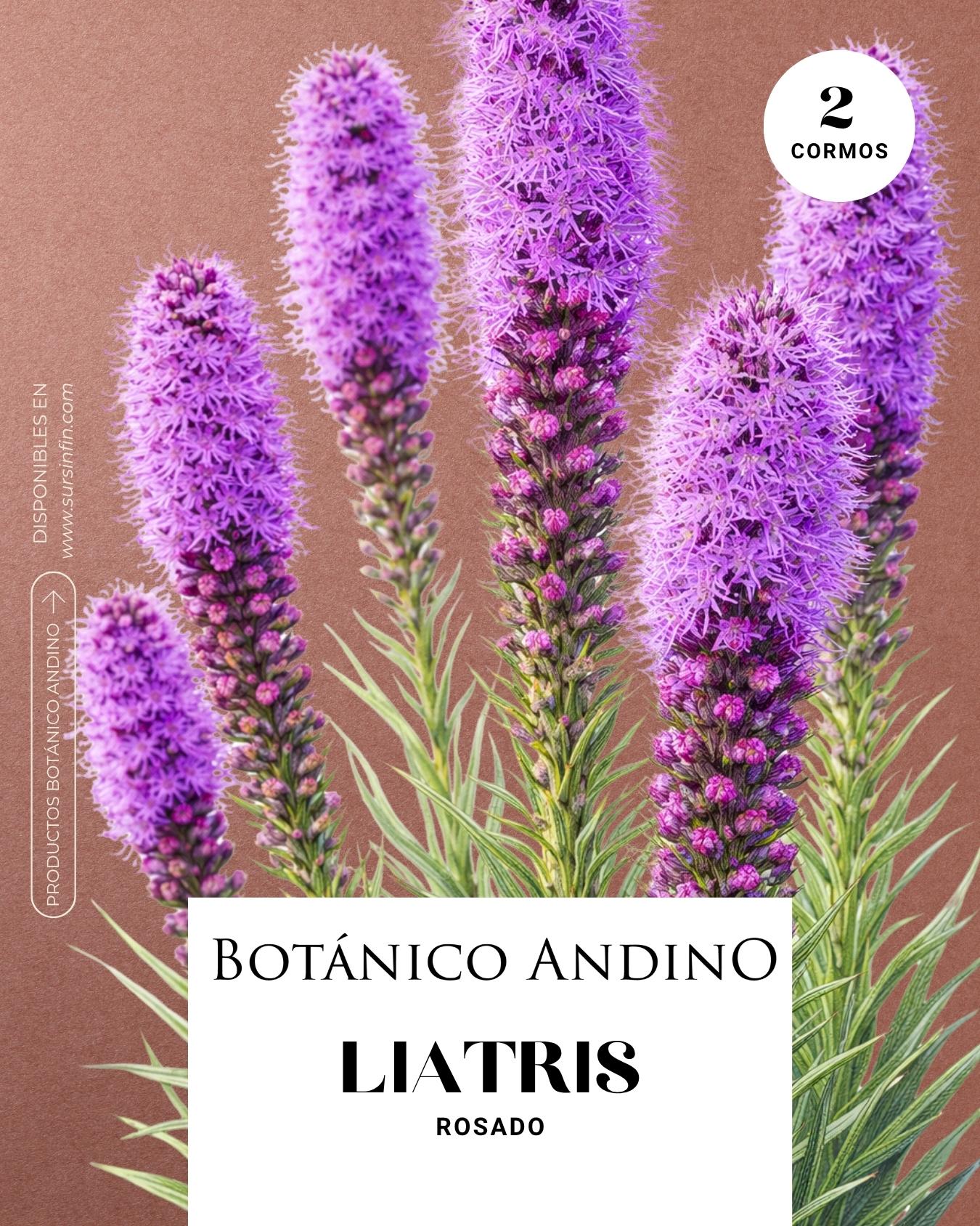 Liatris spicata rosado (2 cormos por pack)