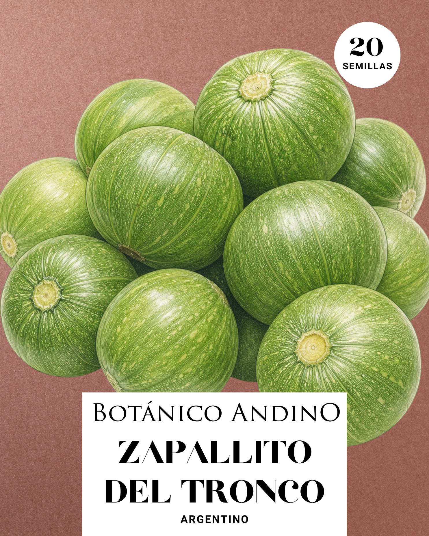 Zapallito del tronco (20 semillas)