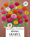 Zinnia lilliput pom pom