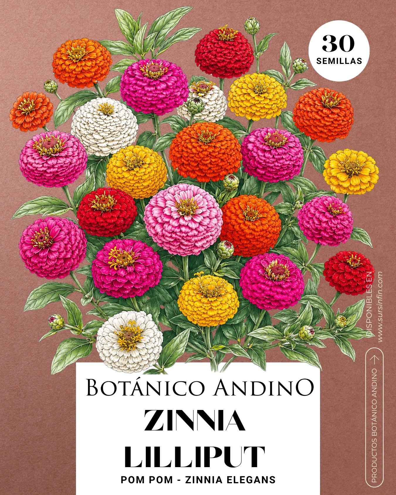 Zinnia lilliput pom pom